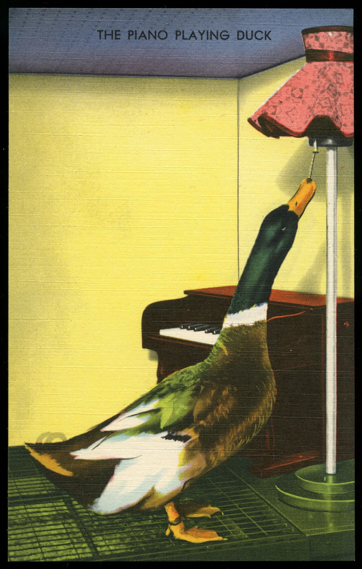 Duck playing the piano Duck playing the piano