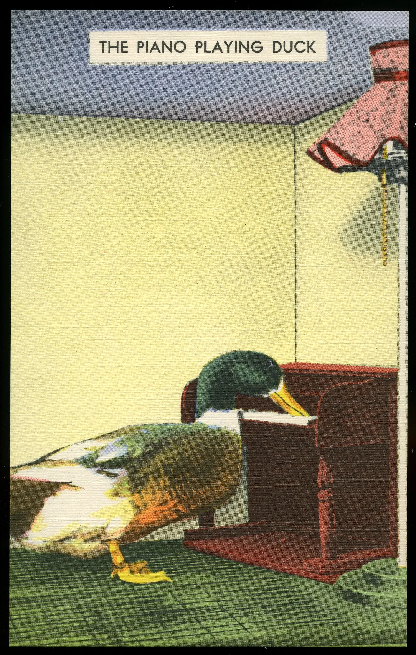Duck playing a miniature piano Duck playing a miniature piano